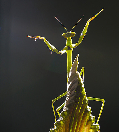 Praying mantis - Costa Rica