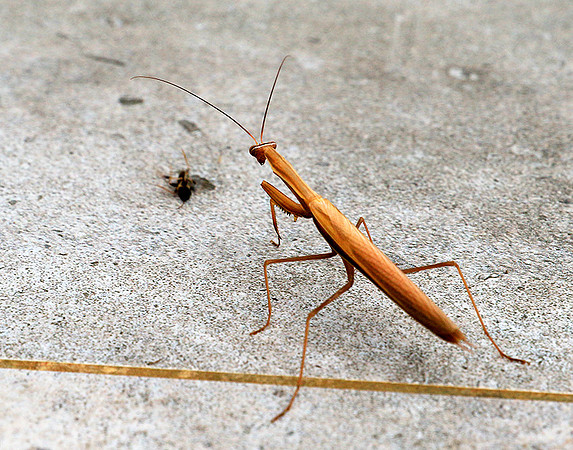 Praying mantis - Senegal