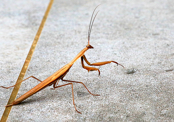 Praying mantis - Senegal