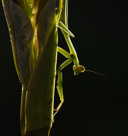 Praying mantis - Costa Rica