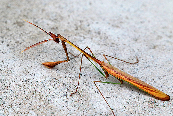 Empusa - Senegal