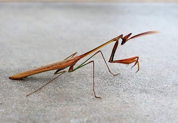 Empusa - Senegal