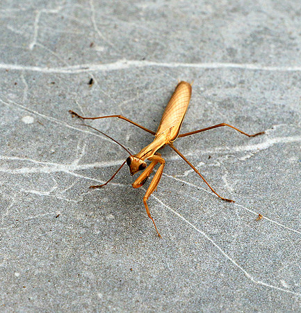 Praying mantis - Senegal