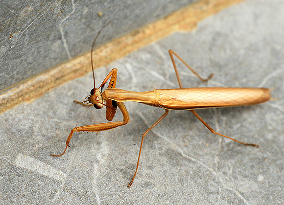 Praying mantis - Senegal