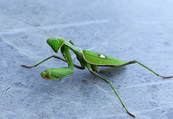 Praying mantis - Senegal