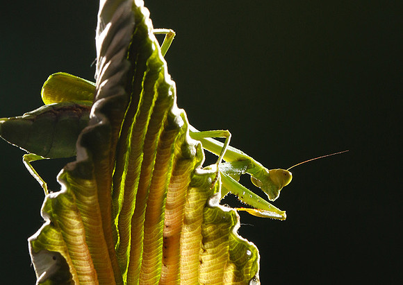 Praying mantis - Costa Rica