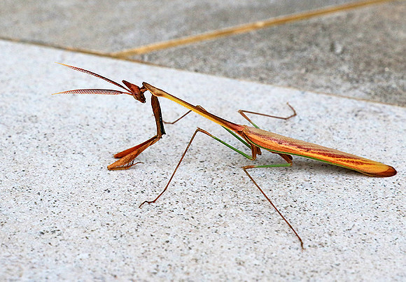 Empusa - Senegal
