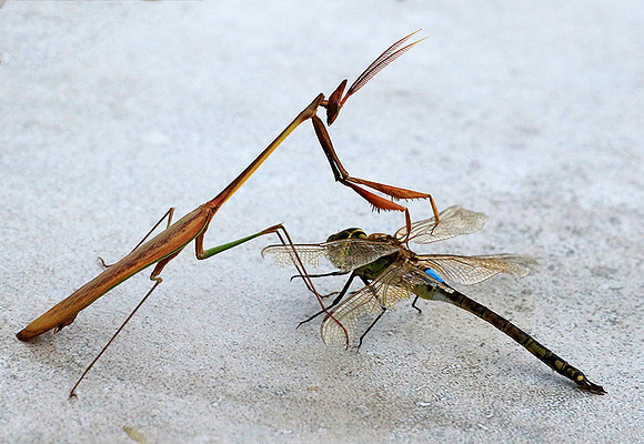 Empusa - Senegal