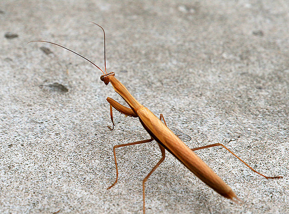 Praying mantis - Senegal