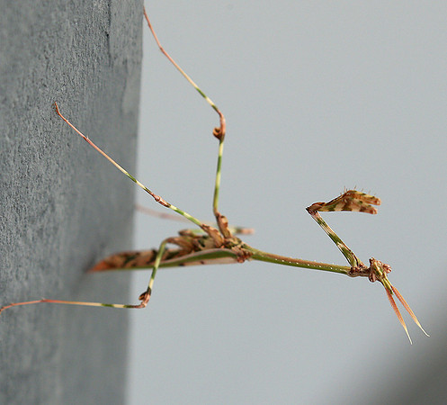 Empusa pennata - Senegal