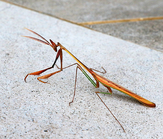 Empusa - Senegal