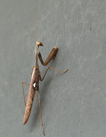 Praying mantis - Senegal