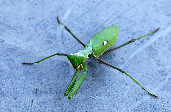 Praying mantis - Senegal
