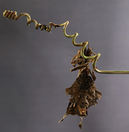 Leaf mantis acanthopid - Costa Rica