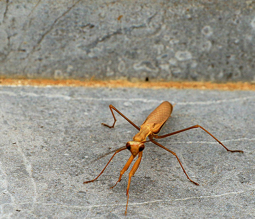 Praying mantis - Senegal