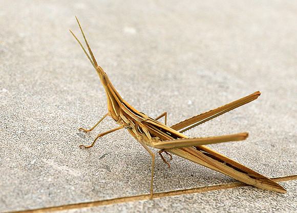 Praying mantis - Senegal