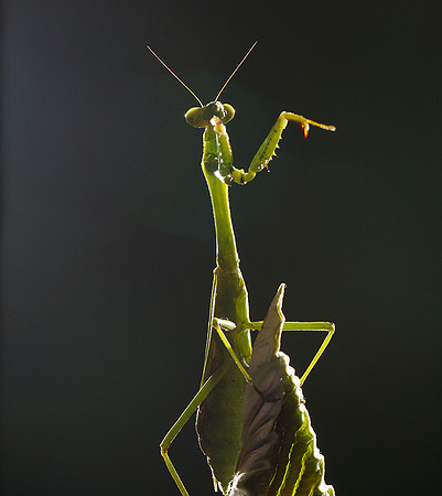 Praying mantis - Costa Rica