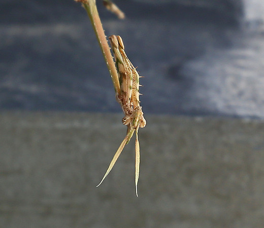 Empusa pennata - Senegal