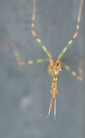 Empusa pennata - Senegal