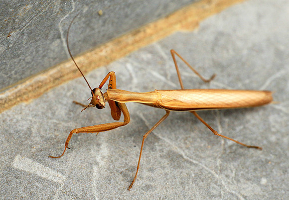 Praying mantis - Senegal