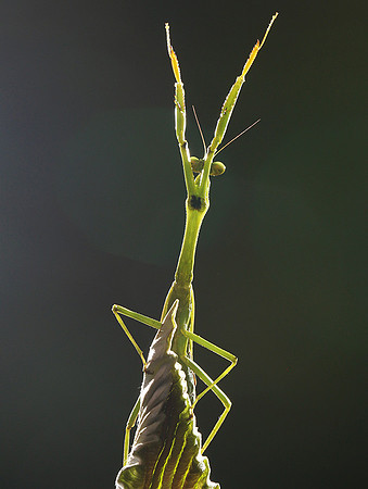 Praying mantis - Costa Rica
