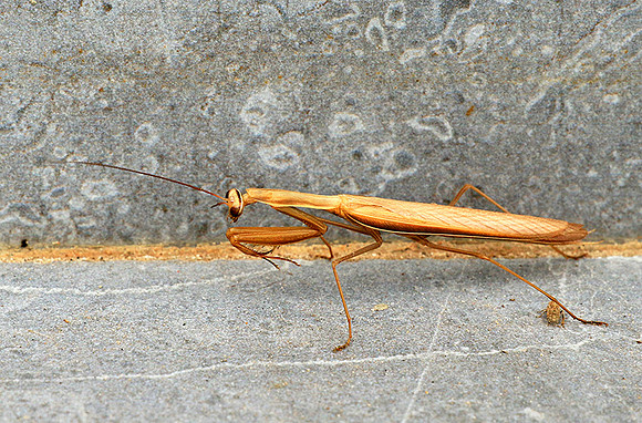 Praying mantis - Senegal