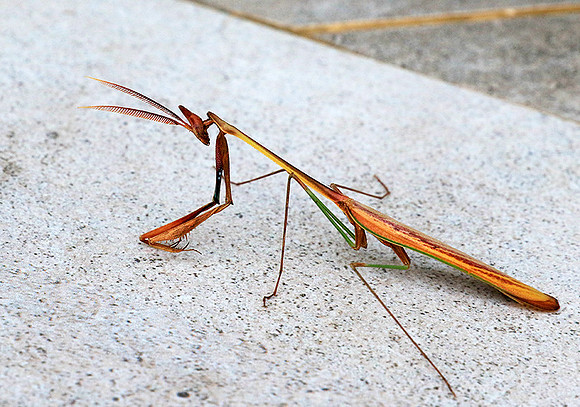 Empusa - Senegal
