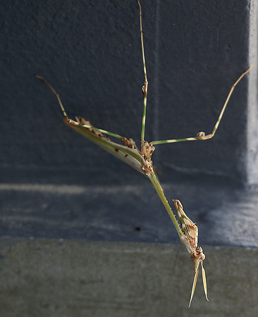 Empusa pennata - Senegal