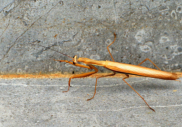 Praying mantis - Senegal