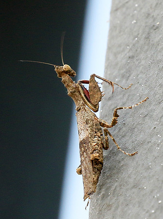 Empusa - Senegal