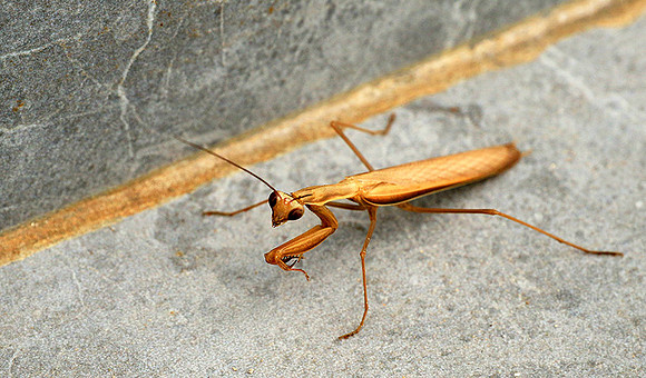 Praying mantis - Senegal