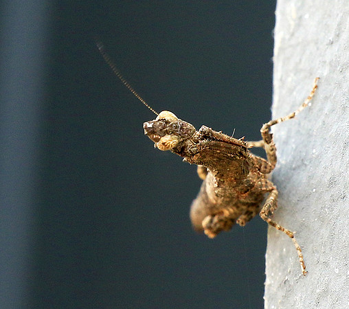 Empusa - Senegal
