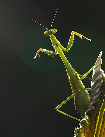 Praying mantis - Costa Rica