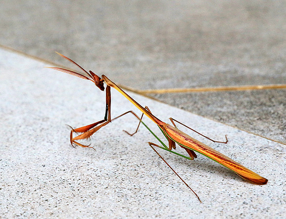Empusa - Senegal
