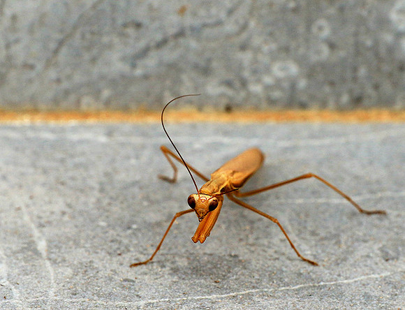 Praying mantis - Senegal