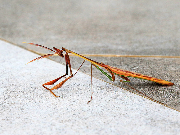 Empusa - Senegal