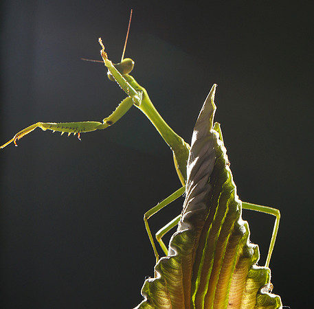 Praying mantis - Costa Rica