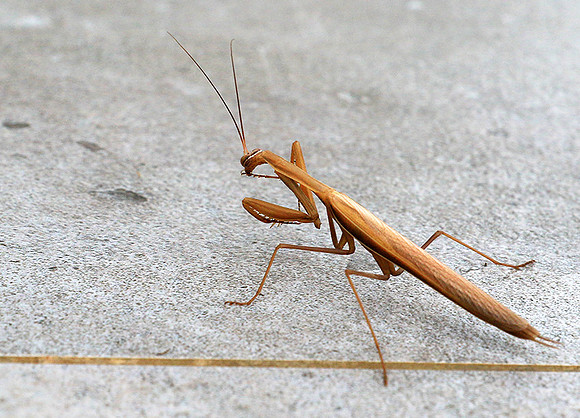 Praying mantis - Senegal
