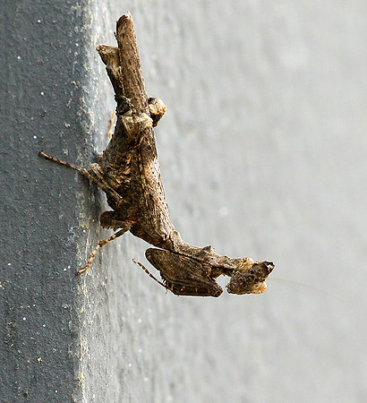 Empusa - Senegal