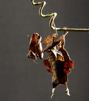 Leaf mantis acanthopid - Costa Rica