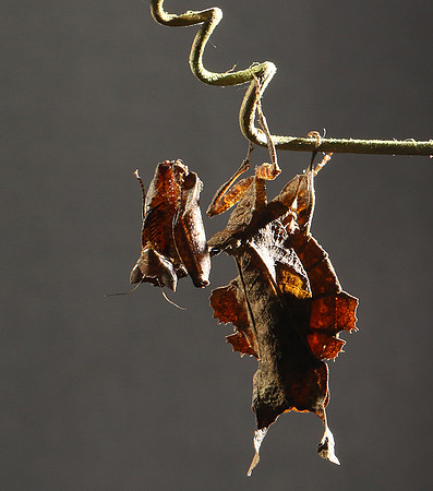 Leaf mantis acanthopid - Costa Rica