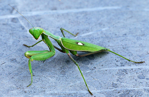 Praying mantis - Senegal