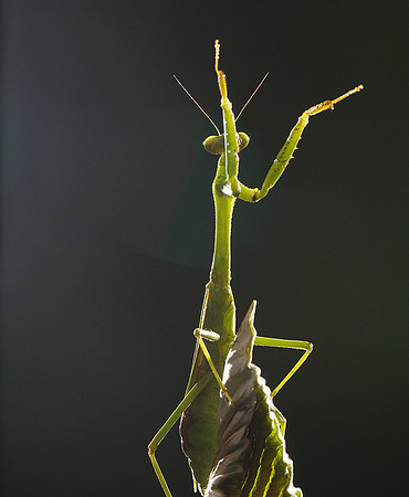 Praying mantis - Costa Rica