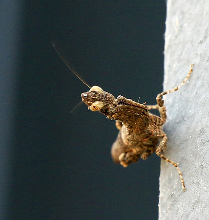 Empusa - Senegal