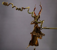 Leaf mantis acanthopid - Costa Rica