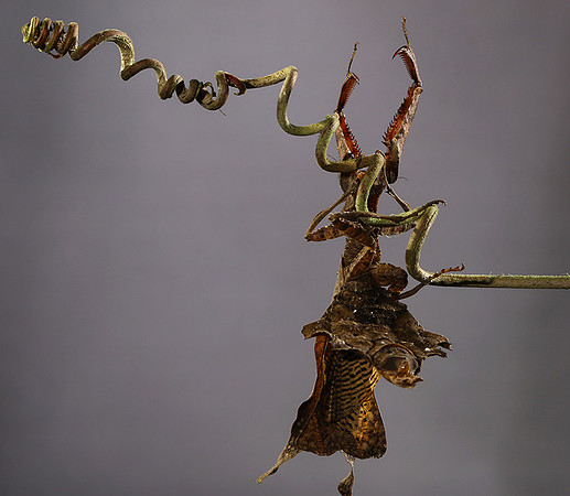 Leaf mantis acanthopid - Costa Rica