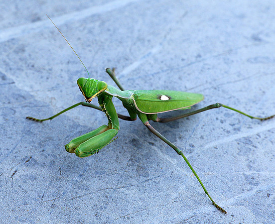 Praying mantis - Senegal