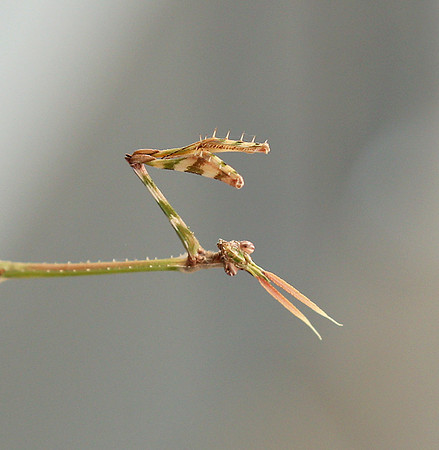 Empusa pennata - Senegal