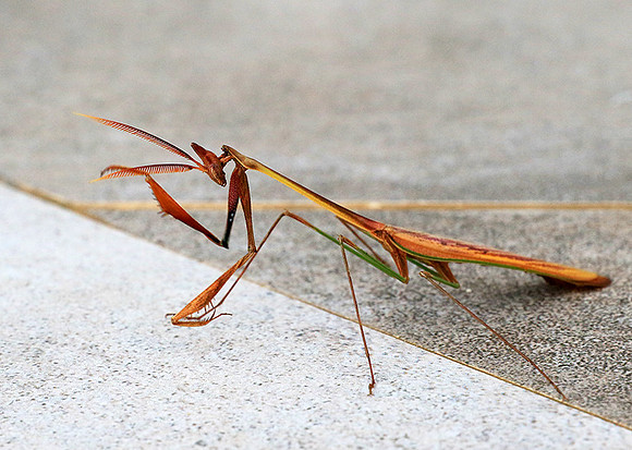 Empusa - Senegal