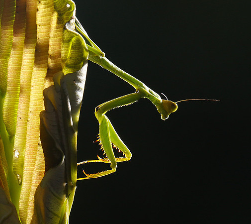 Praying mantis - Costa Rica